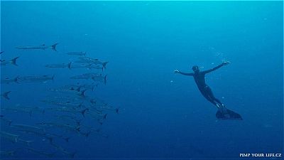 Freediving na Bali: 14denní kurz s možností dokončení FII levlu 1 a 2